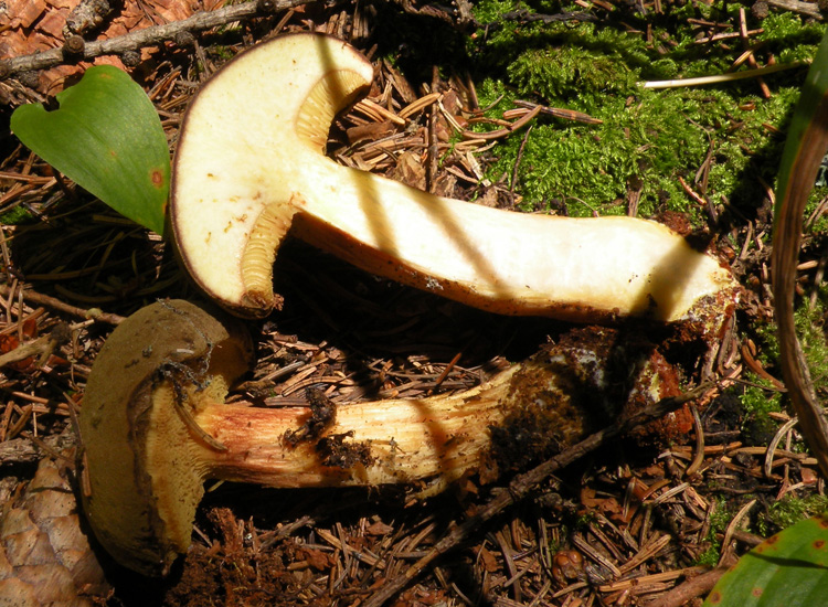 Due Boletaceae trentine